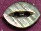 Blacklip MOP Shell Button