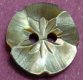 Brownlip MOP Shell Button