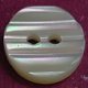 TROCHUS Shell Buttons
