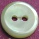 TROCHUS Shell Buttons