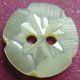 TROCHUS Shell Buttons
