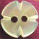 TROCHUS Shell Buttons