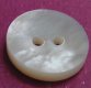 Whitelip MOP Shell Button